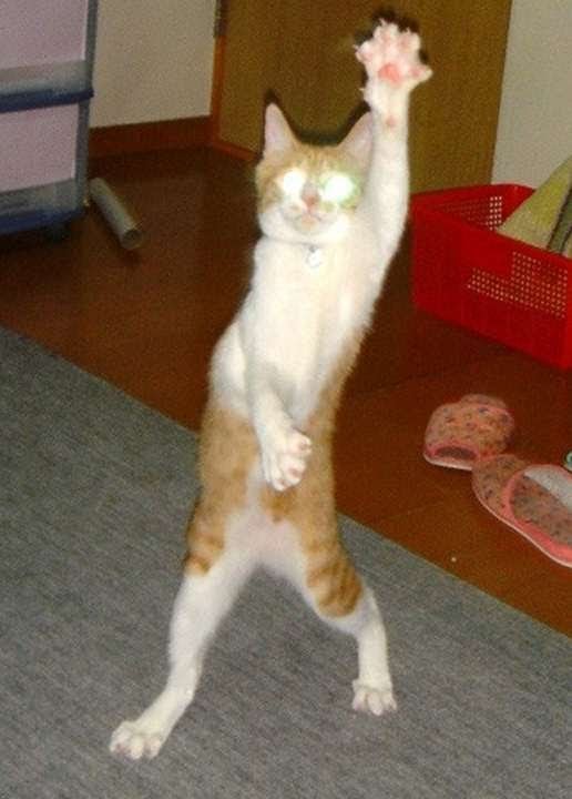 Смешной кот танцует