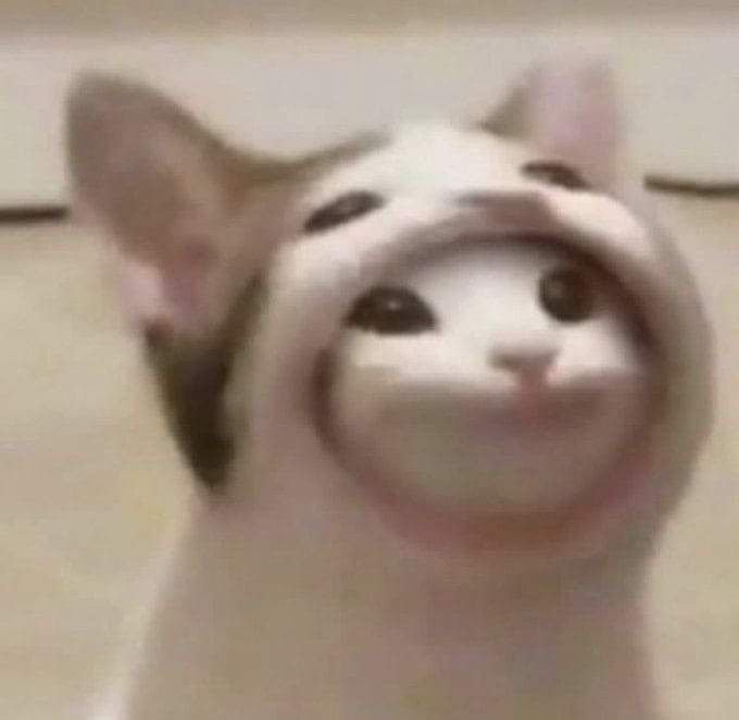 Мемы с котиками