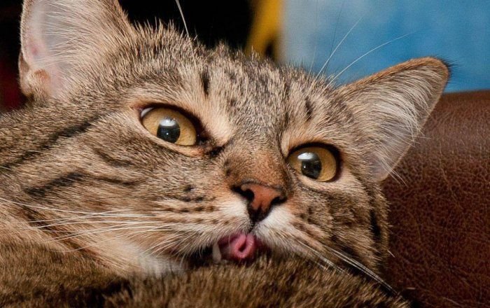 Кошка с языком трубочкой