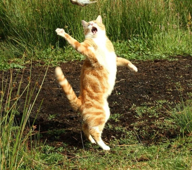 Кошка танцует