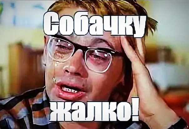 Птичку жалко Мем