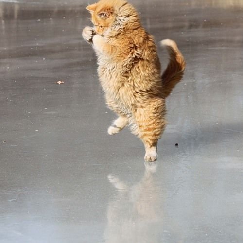 Рыжий кот на льду