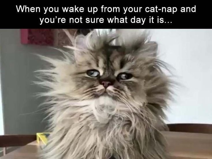 Злой лохматый кот