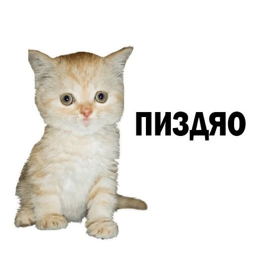 Мемы с котятами