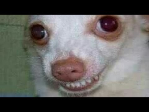 Собака ехидно улыбается