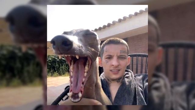 Собака зевает