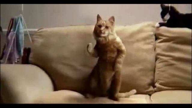 Рыжий кот танцует