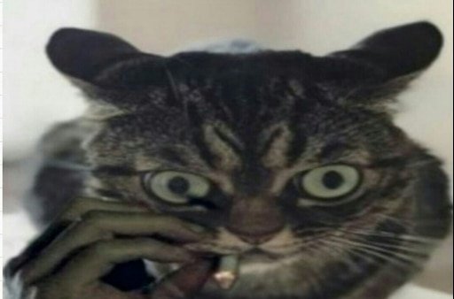 Нервный кот