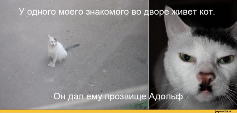 Кот Гитлер