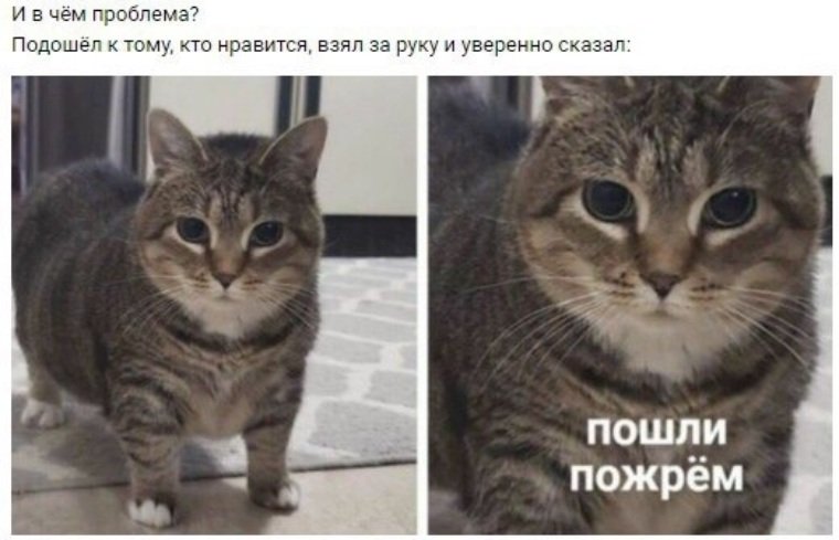 Кот подошел