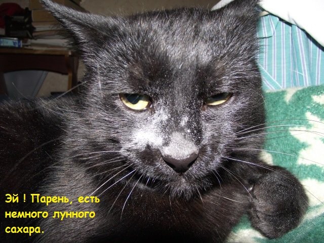 Кошачья морда в муке