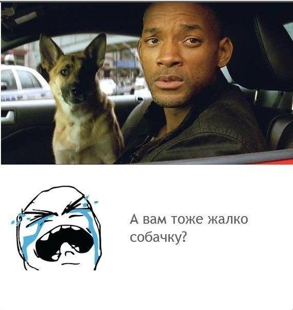 Собачку жалко Мем