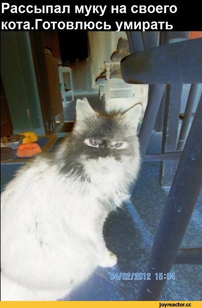 Кот в муке