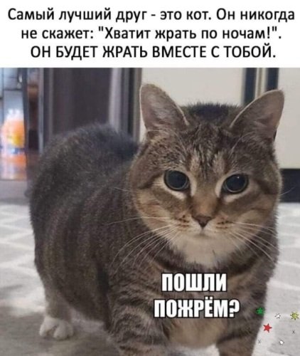 Кот пошли пожрем