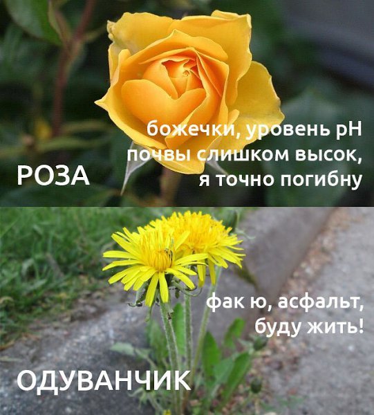 Роза и одуванчик