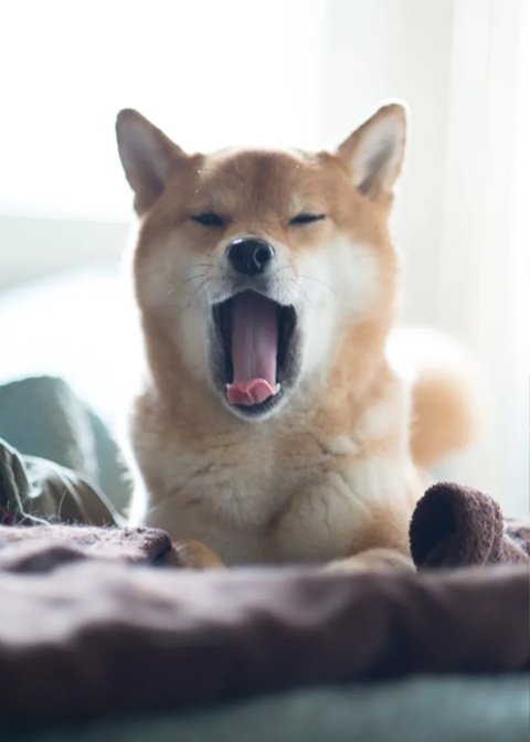 Собака сиба ину