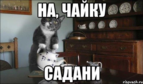 Кот и чай Мем