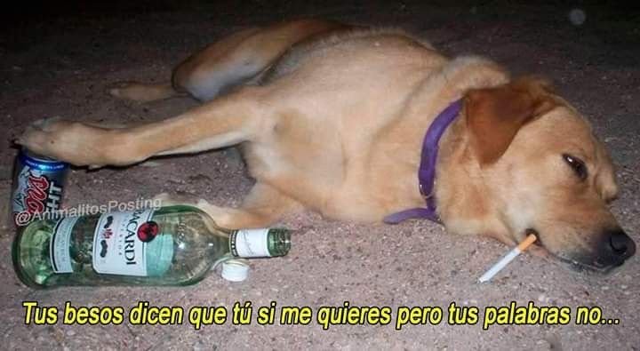 Собака с выпивкой