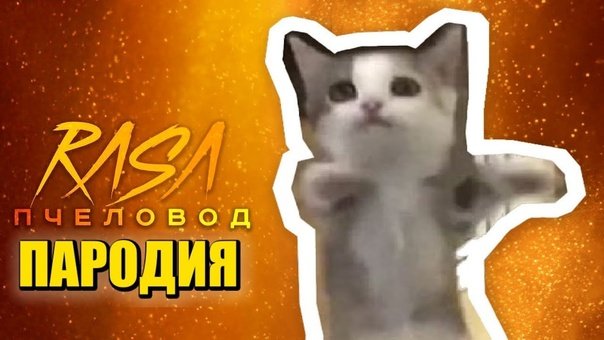 ШНИ шна шнапи шнапи кот
