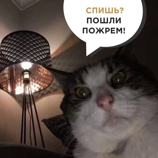 Кот пошли пожрем