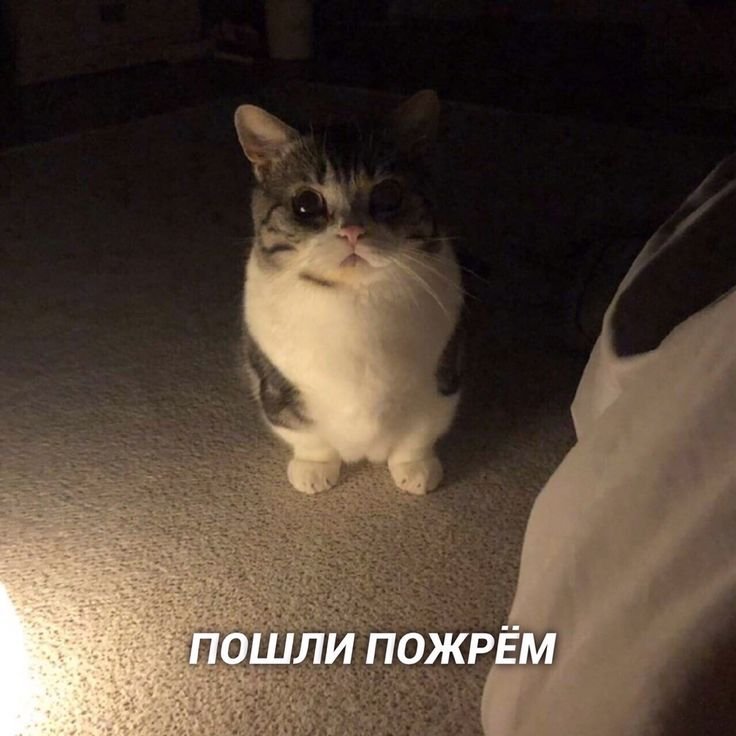 Мемы с котиками пошли пожрем