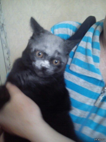 Котенок испачкался