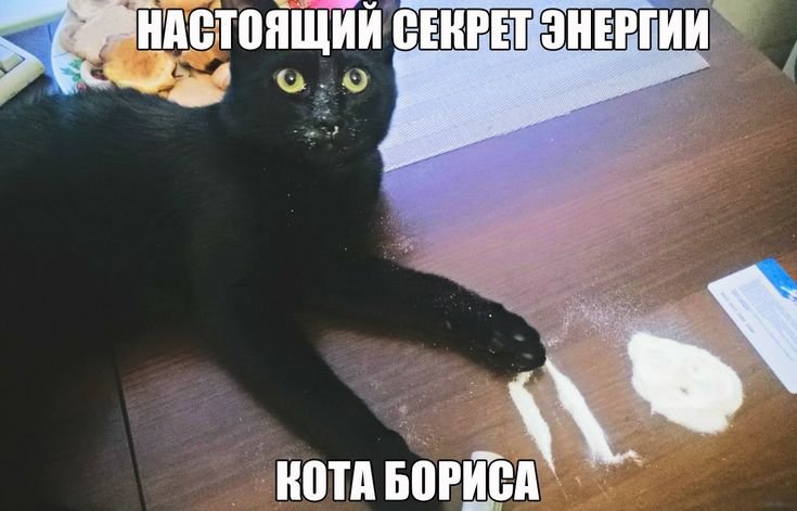 Котики наркотики