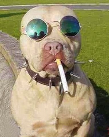 Курящая собака