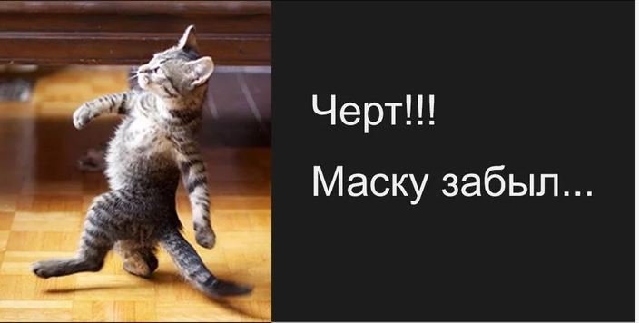 Кот идет на задних лапах