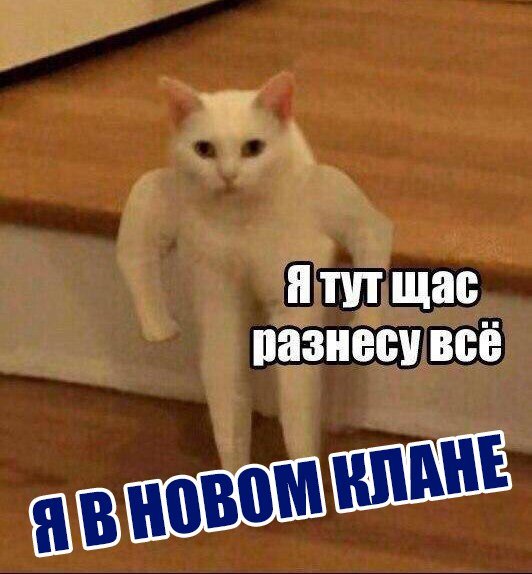 Кот качок на двух лапах
