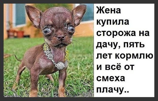 Собака на дачу