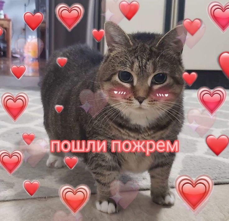 Милые котики с сердечками