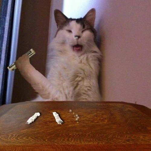 Обнюханный кот