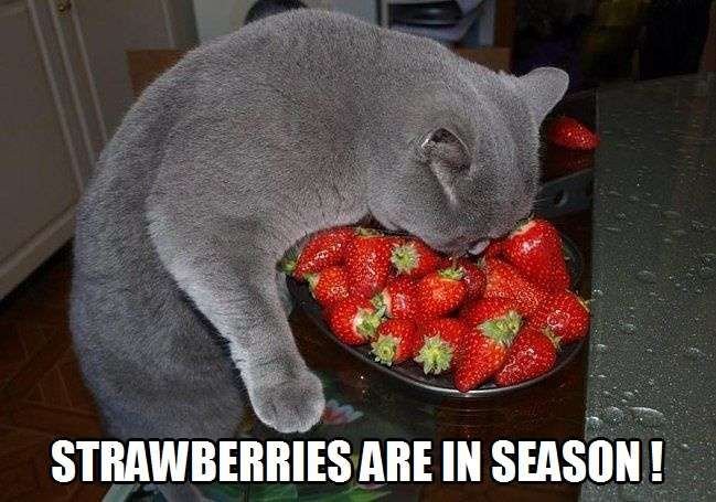 Кот клубника