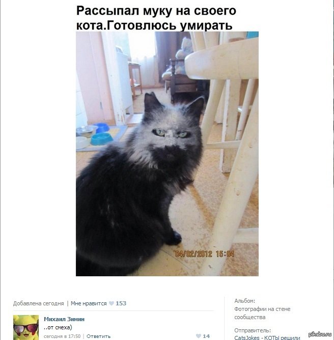 Черный кот в муке