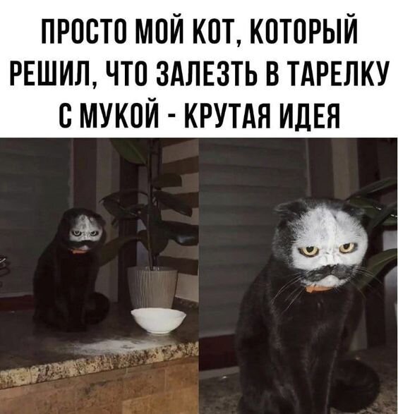 Кот из мема