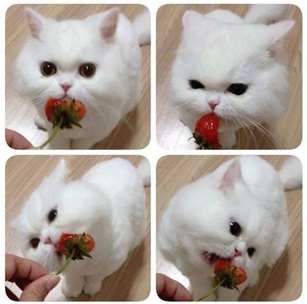 Котик в клубнике