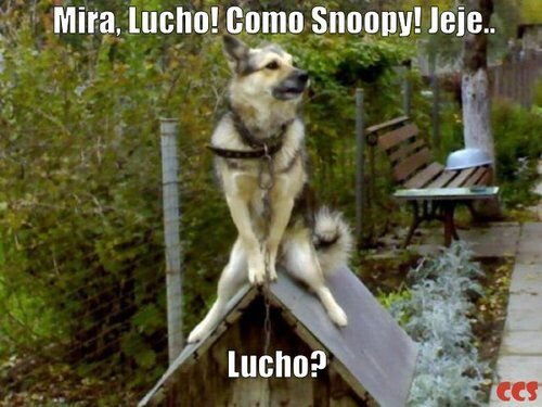 Прикольные собачьи будки