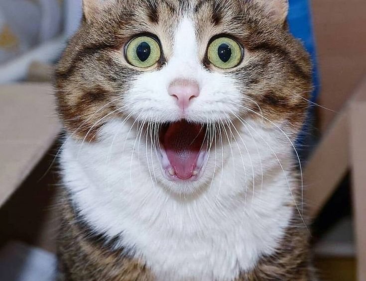 Коты удивление