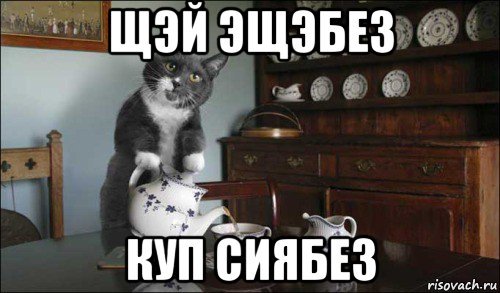 Котик с чаем Мем