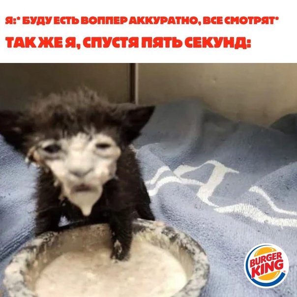 Котенок морда в сметане