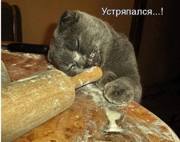 Кот пельмень