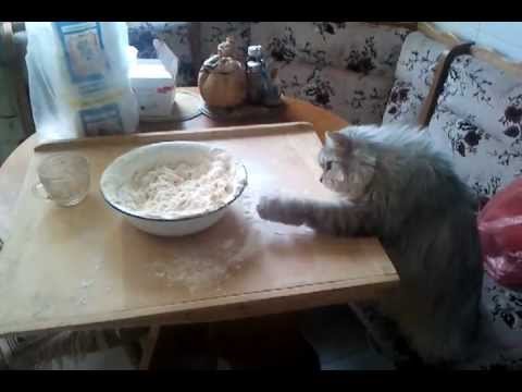Кот и мучное