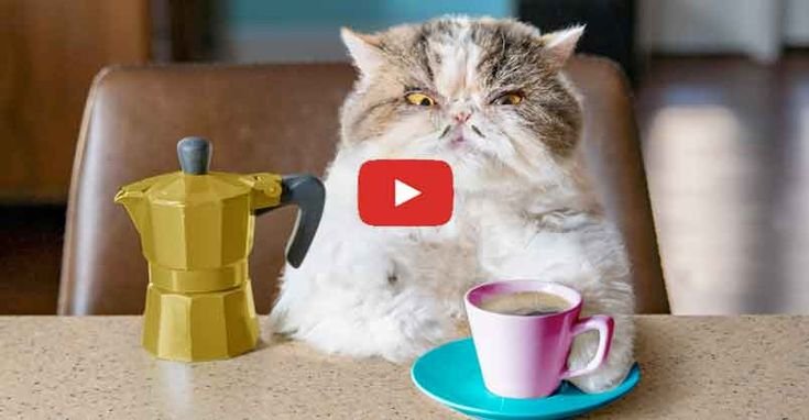 Утро кофе кот