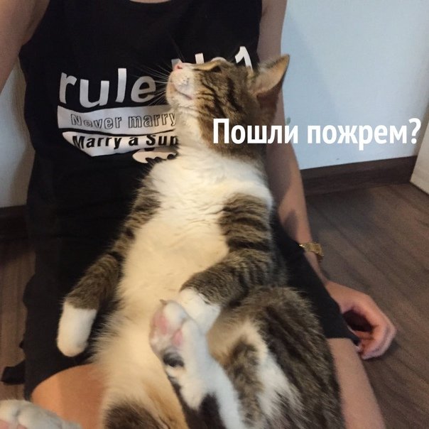 Пошли пожрем кот