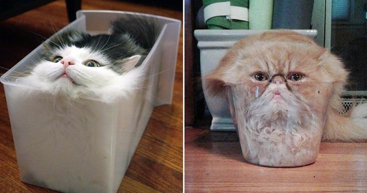 Смешной кот в банке