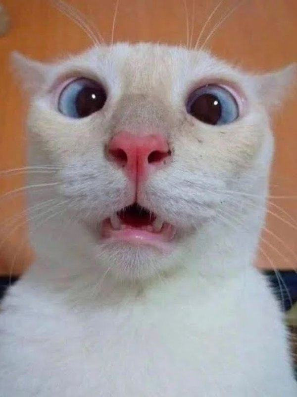 Кот Мем
