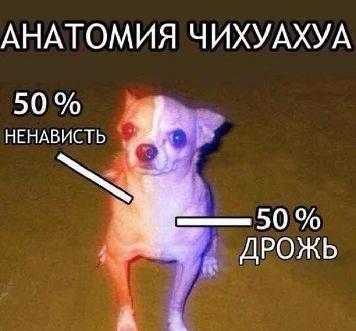 Маленькая собака мемы