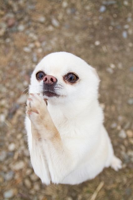 Щенок просит