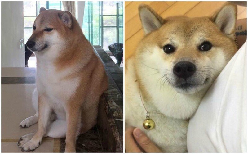 Сиба-ину Doge